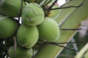 🌴 World Coconut Day 2025 – Theme, Significance & Essay for Exams