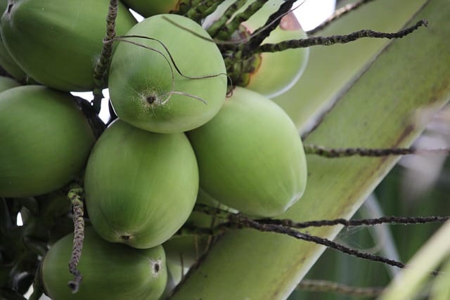 World Coconut Day 2025 Theme Significance Essay 1 coconut-3024332_640